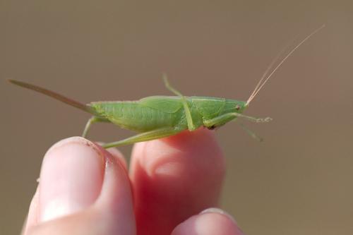 Ruspolia nitidula