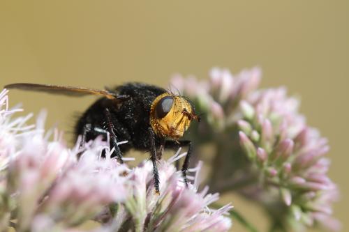 Réf. 107 395 : Tachina grossa