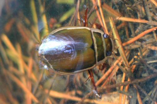 Dytiscus sp.