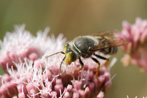 Réf. 107 521 : Bembix sp.