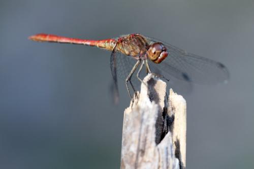 Réf. 107 357 : Sympetrum meridionale