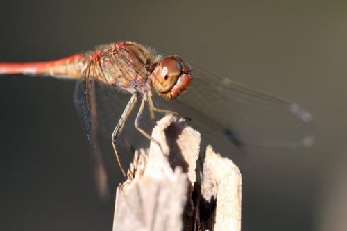 Sympetrum meridionale