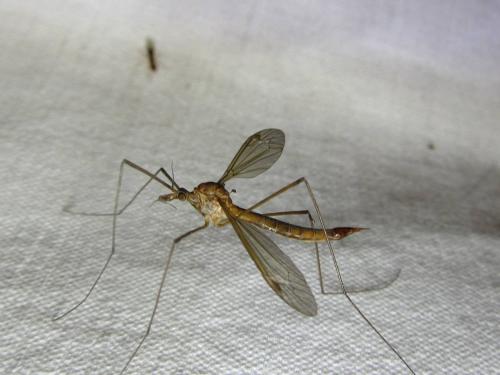 Tipula sp.