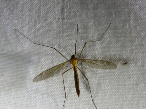 Tipula sp.