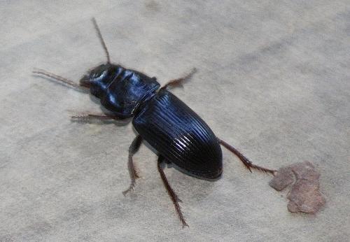 Acinopus picipes