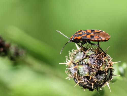 Spilostethus saxatilis