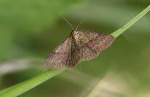 Phytometra viridaria