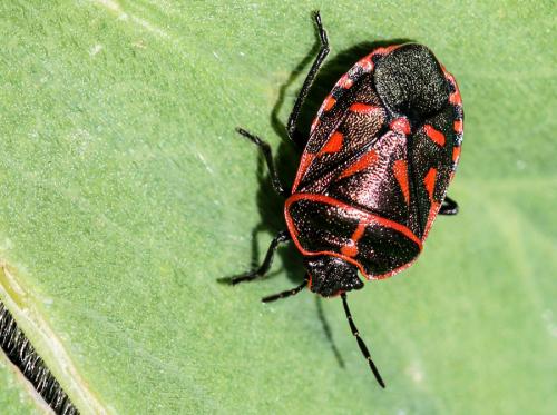 Eurydema rotundicollis