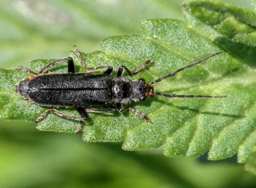 Réf. 107 474 : Cantharis tristis
