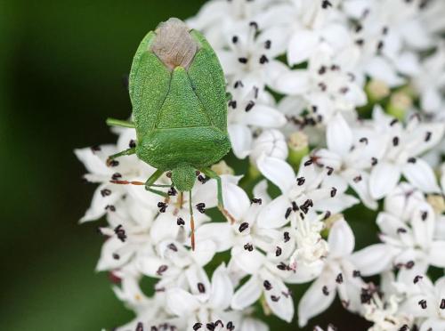 Palomena viridissima