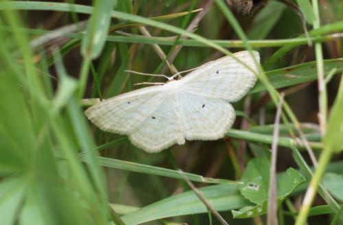 Réf. 107 026 : Scopula immutata