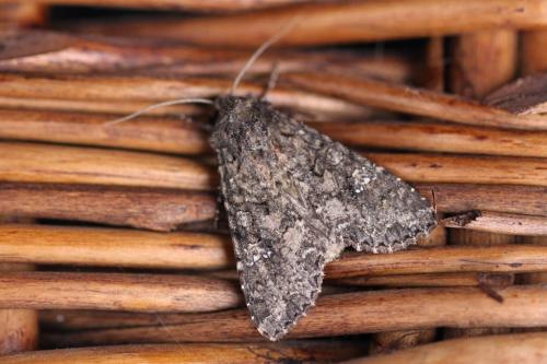 Réf. 107 662 : Mamestra brassicae