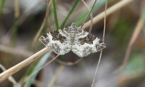 Epirrhoe alternata