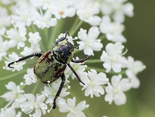 Réf. 107 442 : Hoplia argentea