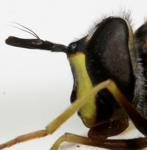 Chrysotoxum fasciolatum