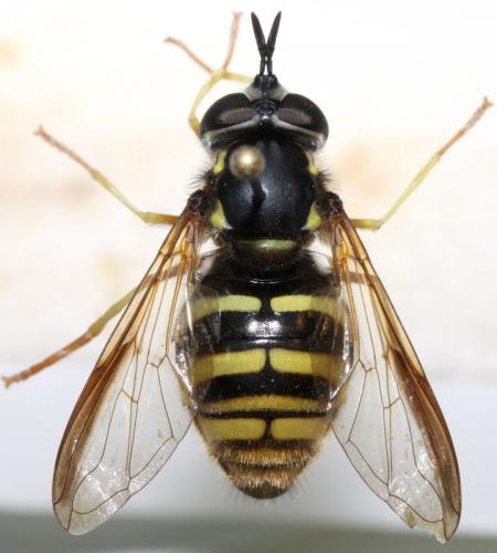 Chrysotoxum fasciolatum