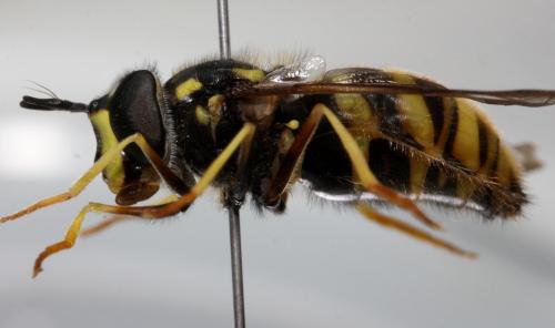 Chrysotoxum fasciolatum