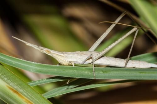 Réf. 107 897 : Acrida ungarica mediterranea