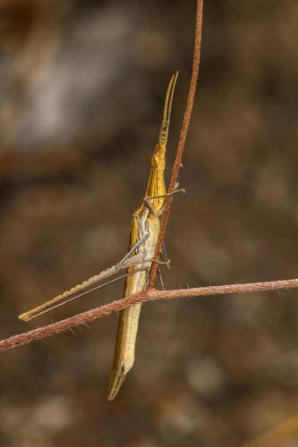 Réf. 107 900 : Acrida ungarica mediterranea