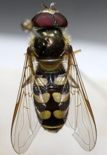 Lapposyrphus lapponicus