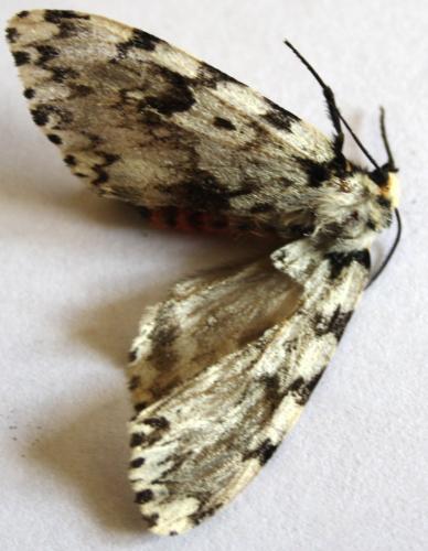 Réf. 107 042 : Lymantria monacha