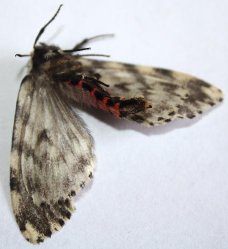 Réf. 107 043 : Lymantria monacha