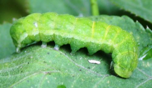 Phlogophora meticulosa