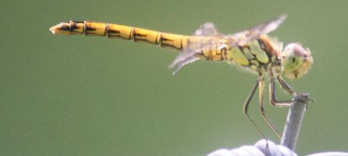 Sympetrum striolatum