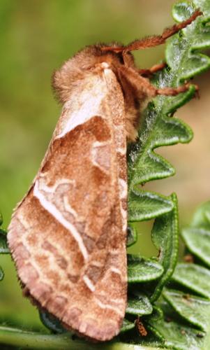 Triodia sylvina