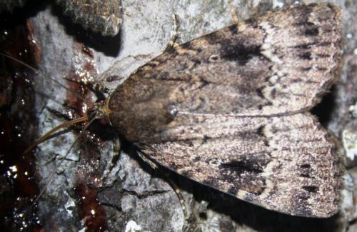 Amphipyra pyramidea