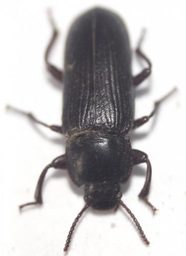 Réf. 107 470 : Tenebrio opacus