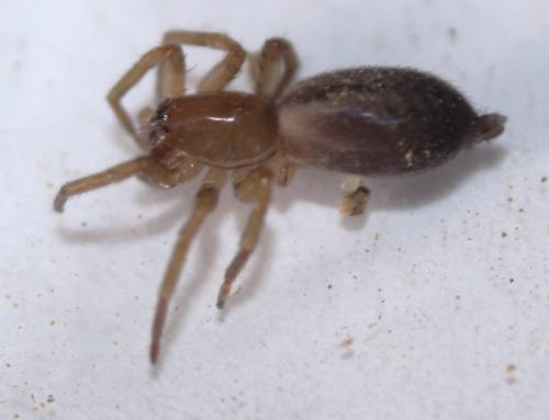 Clubiona sp.