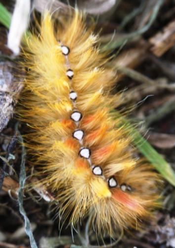 Réf. 107 879 : Acronicta aceris