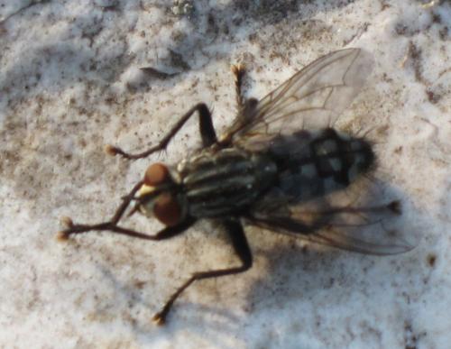 Sarcophaga sp.