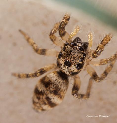 Salticus sp.