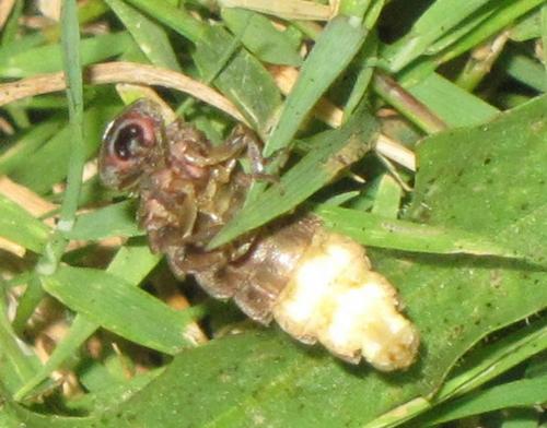 Lampyris noctiluca
