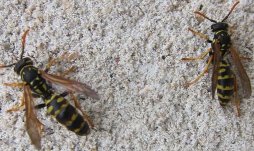 Réf. 107 435 : Polistes dominula