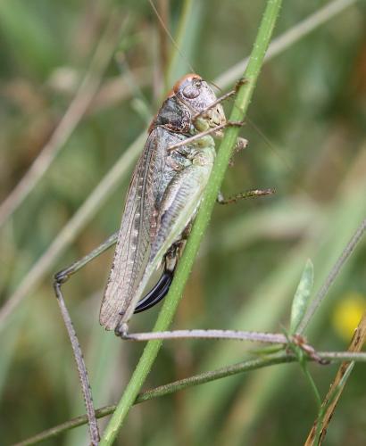 Réf. 107 393 : Platycleis sp.