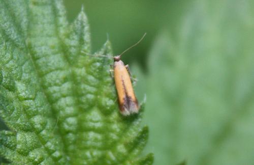 Coptotriche marginea
