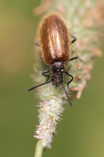 Lagria atripes