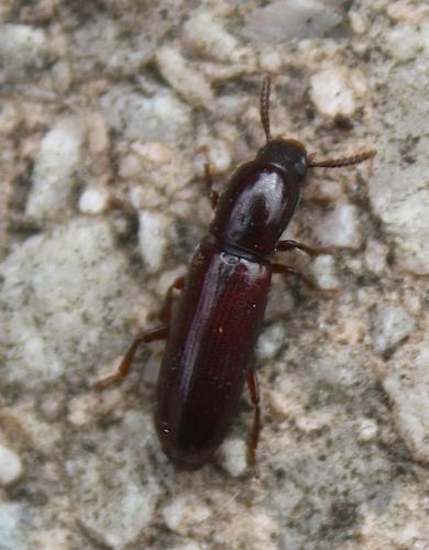 Réf. 107 592 : Corticeus unicolor