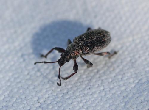 Réf. 107 061 : Phyllobius pyri