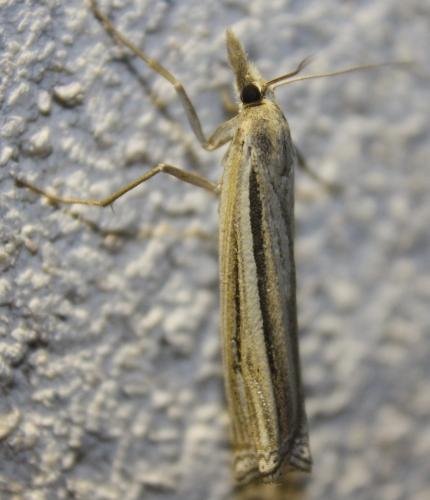 Réf. 107 682 : Ancylolomia tentaculella