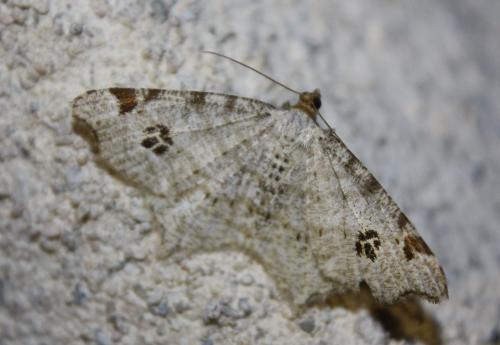 Réf. 107 762 : Macaria notata