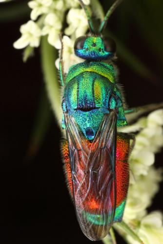 Stilbum calens