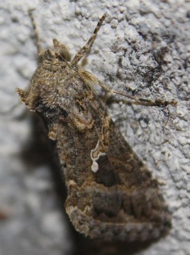 Trichoplusia ni
