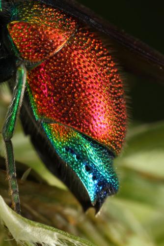Stilbum calens