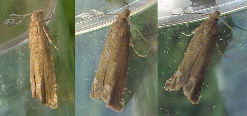 Pelochrista sp.