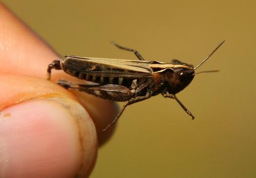 Omocestus haemorrhoidalis haemorrhoidalis