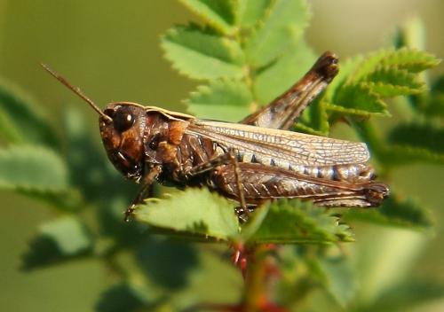 Réf. 107 033 : Omocestus haemorrhoidalis haemorrhoidalis